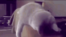 Wake Me Up When It'S All Over GIF - Cat Funny Tired GIFs