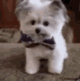 Highfive Puppy GIF - Highfive Puppy Love GIFs