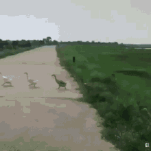 Ducks Fall In Line GIF