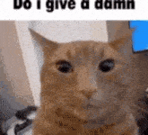 a close up of a cat looking at the camera with the words `` do i give a damn '' .
