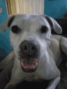 Judging Dog GIF - Judging Dog Head Shaking GIFs