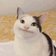 Polite Cat GIF