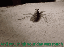 Bug A Nd You Think Your Day Was Rough GIF - Bug A Nd You Think Your Day Was Rough GIFs