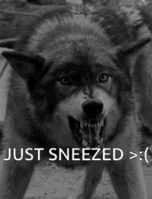 Just Sneezed Wolf Sneezed GIF