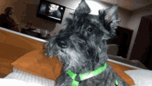 Cute Dog Adorable GIF - Cute Dog Adorable Say What GIFs