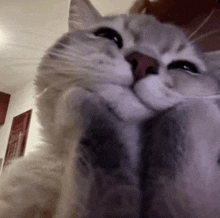 a close up of a cat 's face with a blurry background