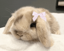 a small brown rabbit with a pink bow on its head