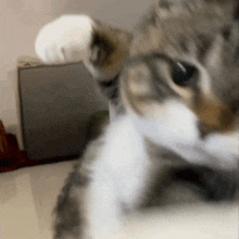 a close up of a cat 's face looking at the camera with a blurry background .