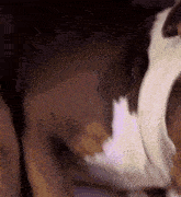 a close up of a brown and white dog laying on a couch .