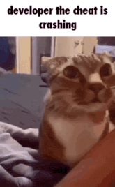 a cat is sitting on a person 's lap and looking at the camera with the words `` developer the cheat is crashing '' .