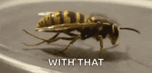 Wasp Rubbinglegs GIF - Wasp Rubbinglegs Insect GIFs