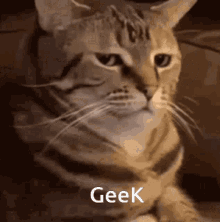 Cat Funny Geek GIF - Cat Funny Geek GIFs