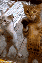 two cats are standing in front of a mirror and waving their paws at the camera .