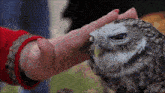 a person is petting a small owl with their hand