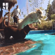 two dogs are jumping into a pool with a man standing behind them and the words be st written on the bottom