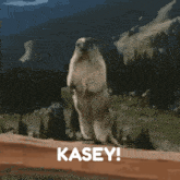Kasey GIF - Kasey GIFs