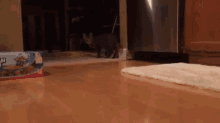 The Last Moments Of A Cat Safari  GIF - Cat Attack Preying GIFs