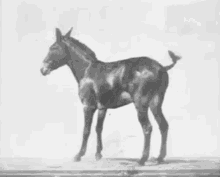 Mula GIF - Horse GIFs