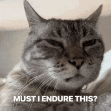 a cat with the words must i endure this on the bottom