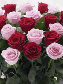 Flowers Roses GIF - Flowers Roses Red Rose GIFs