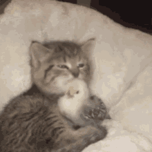 Cat Carrying GIF