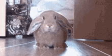 Easter Bunny Help GIF - Easter Bunny Help Late GIFs