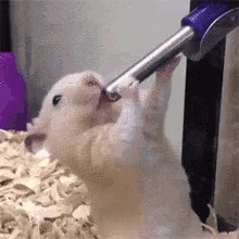 hamster drinking water