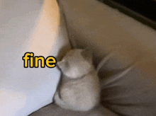 a cat is sitting on a couch with the word fine written on the wall behind it