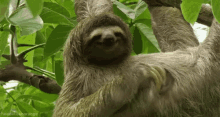 Itchy GIF - Itchy Sloth GIFs
