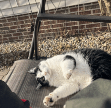 a black and white cat is laying on a chair outside