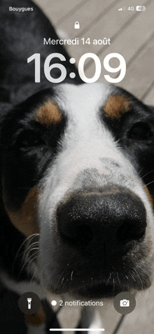 a close up of a dog 's nose on a phone screen