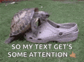 a turtle is sitting on top of a pair of crocs and says `` so my text get 's some attention '' .