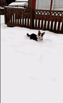 Dog Snow GIF - Dog Snow Happy Dog GIFs