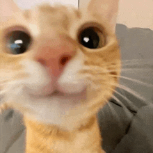a close up of a cat 's face with a big smile on it 's face .