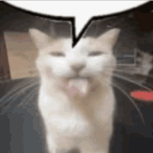 Silly Cat Funny GIF - Silly Cat Funny Speech Bubble GIFs