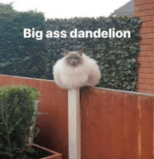 a fluffy cat is sitting on a post with the words big ass dandelion written above it