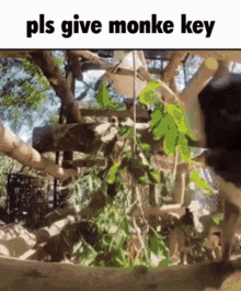 Monkey Key Risky Ropes GIF - Monkey Key Risky Ropes Boogle GIFs