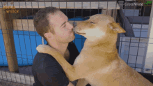 Dingo Cute GIF - Dingo Cute Kissing GIFs