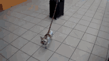 Got Places To Go And Butts To Sniff GIF - Little Dog Airport GIFs