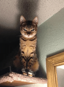 a cat is sitting on a shelf and looking up at the camera