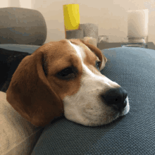 Beagle No GIF