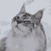 Cat Snow GIF