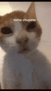 Tomachupete GIF - Tomachupete GIFs