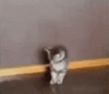 a kitten is standing on its hind legs in a room