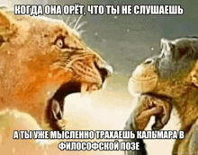 a lion and a chimpanzee are standing next to each other with a meme in russian
