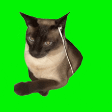 Cat Headphones GIF - Cat Headphones Earbuds GIFs