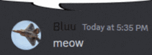 Bluu Meow Funny GIF - Bluu Meow Funny GIFs