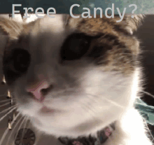Free Candy Cat Cat GIF