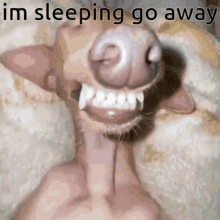 Im Sleeping Go Away Sleep GIF - Im Sleeping Go Away Sleep Dog GIFs