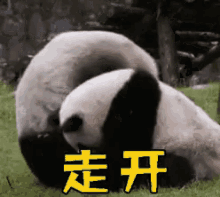 你走，走开，熊猫，打架，可爱 GIF - Go Away Leave Me Alone Panda GIFs